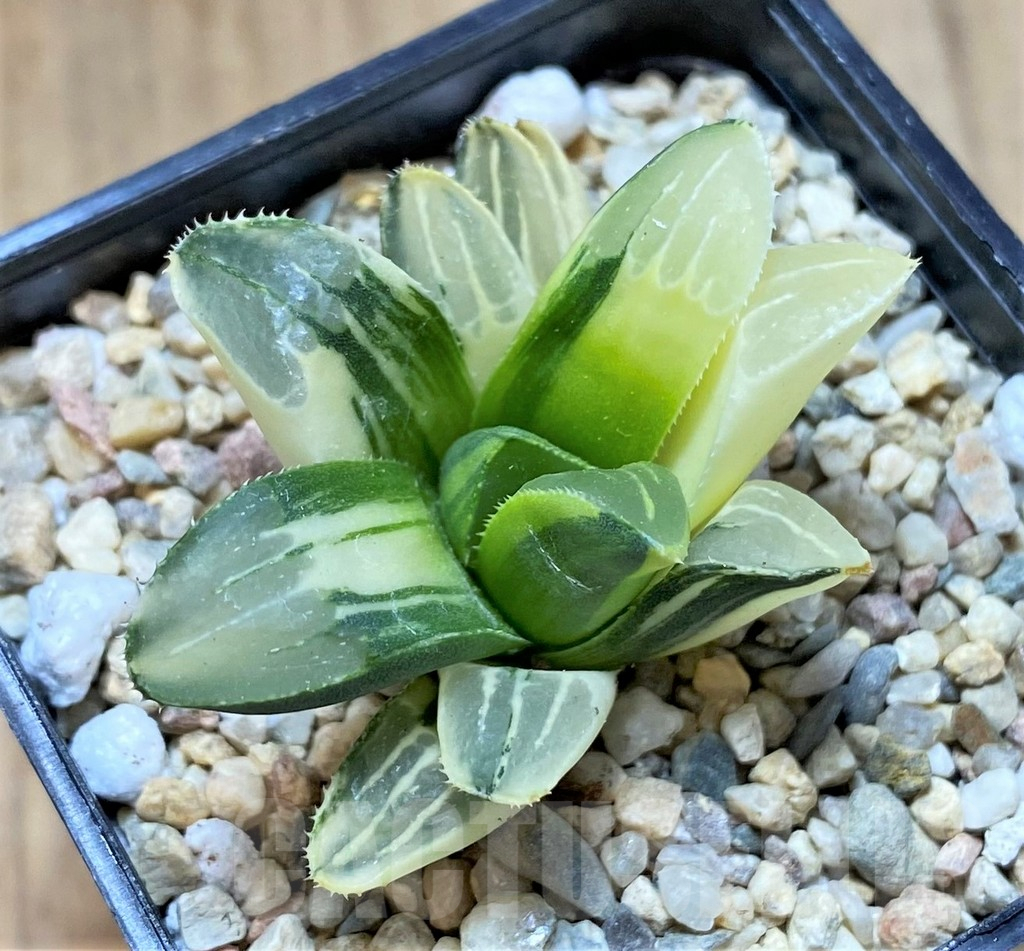 SHPR41657 Haworthia retusa f. variegata - Obrázek 2