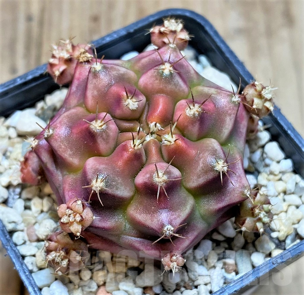 SHPR35899 Gymnocalycium mihanovichii ‘Kongjak’, seedling