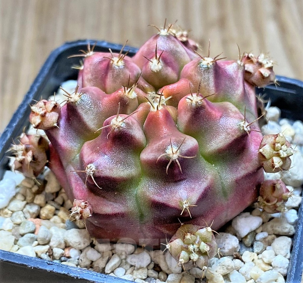 SHPR35899 Gymnocalycium mihanovichii ‘Kongjak’, seedling – Image 2