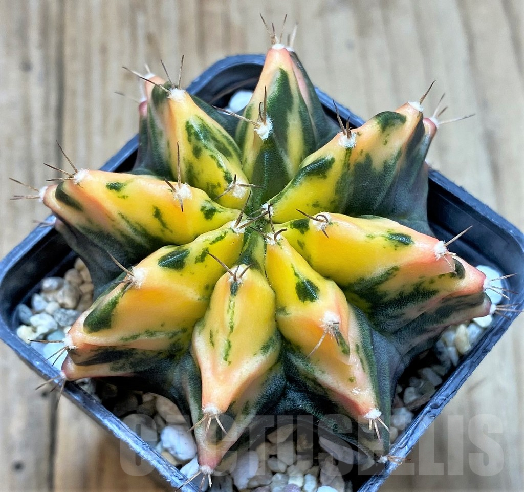 SHPR35804 Gymnocalycium mihanovichii 'Sumansiya' – Image 2