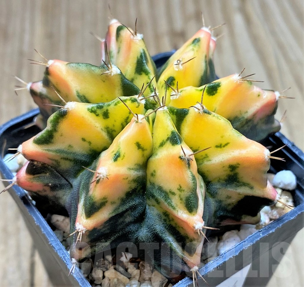 SHPR35804 Gymnocalycium mihanovichii 'Sumansiya'