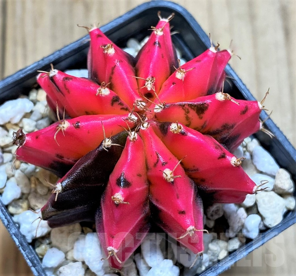 SHPR35910 Gymnocalycium mihanovichii 'Red Mars' - Image 2
