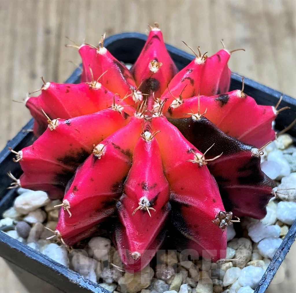 SHPR35910 Gymnocalycium mihanovichii 'Red Mars'