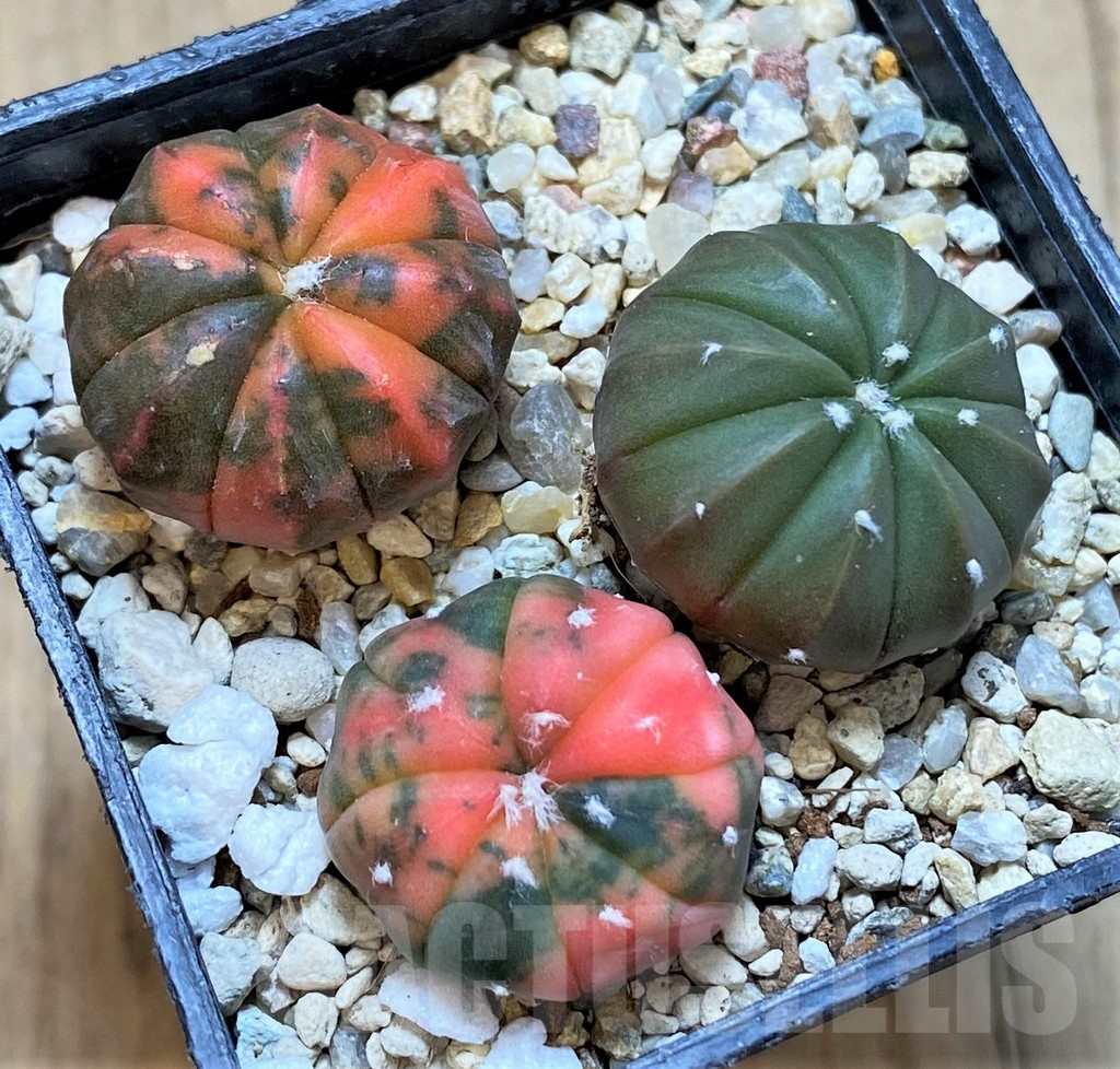 SHPR36281 Astrophytum asterias ‘Red Purple Skin’ mix, 3 plants