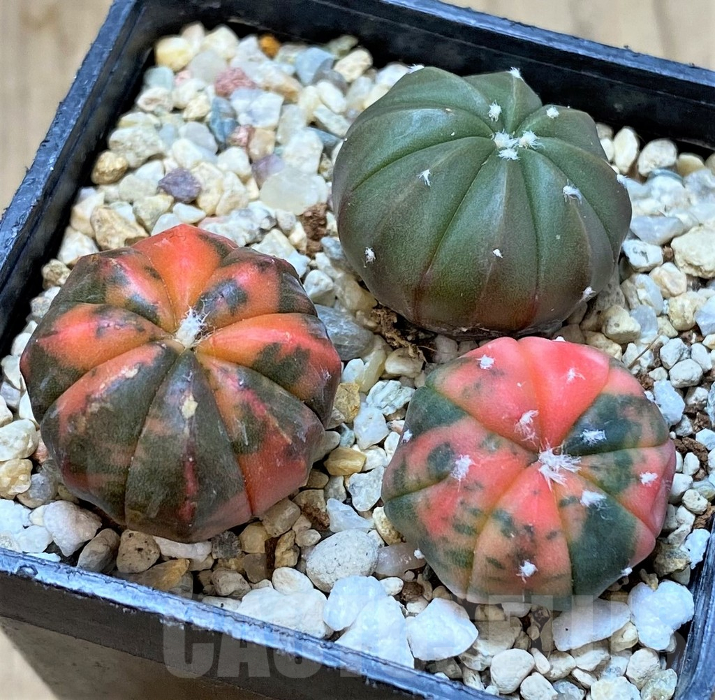 SHPR36281 Astrophytum asterias ‘Red Purple Skin’ mix, 3 plants - Image 2