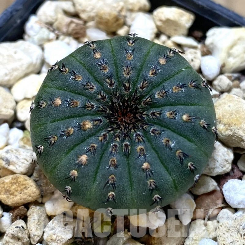 LOT826 10 SEEDS Frailea asterioides, 2024