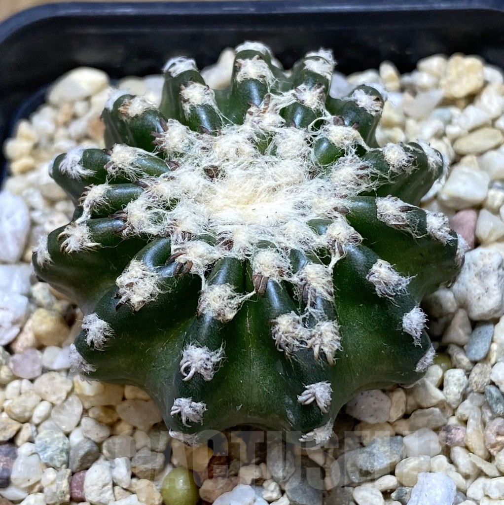 SHPR39950 Discocactus horstii