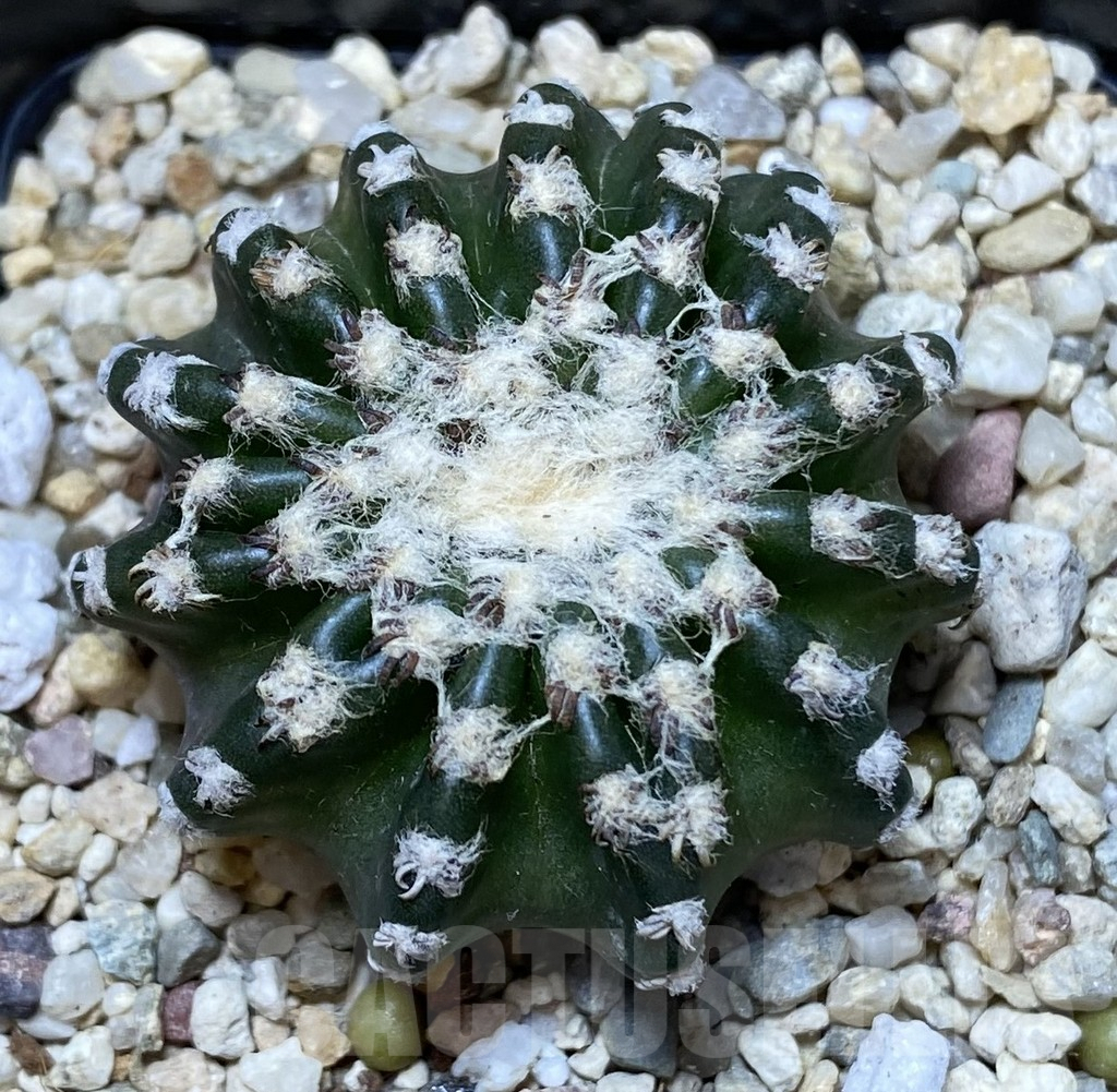 SHPR39950 Discocactus horstii - Image 3