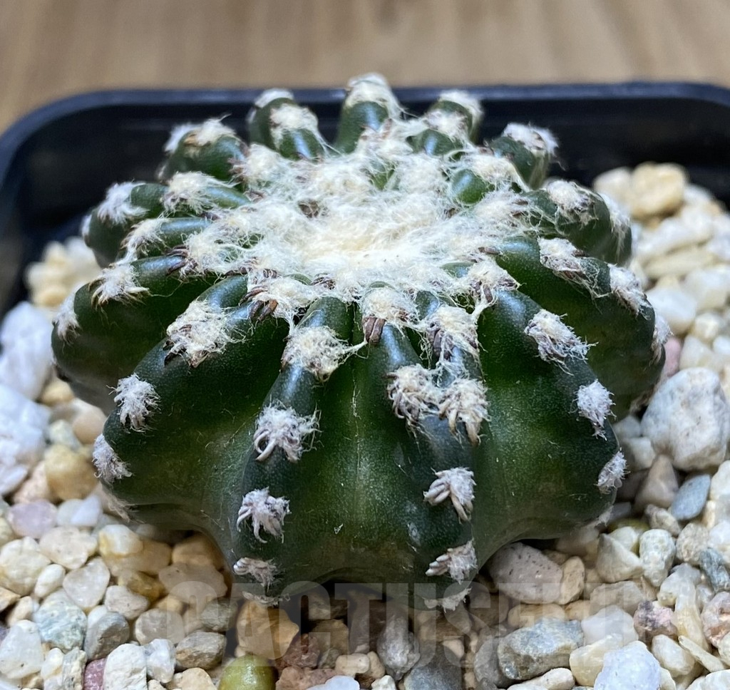 SHPR39950 Discocactus horstii - Image 2