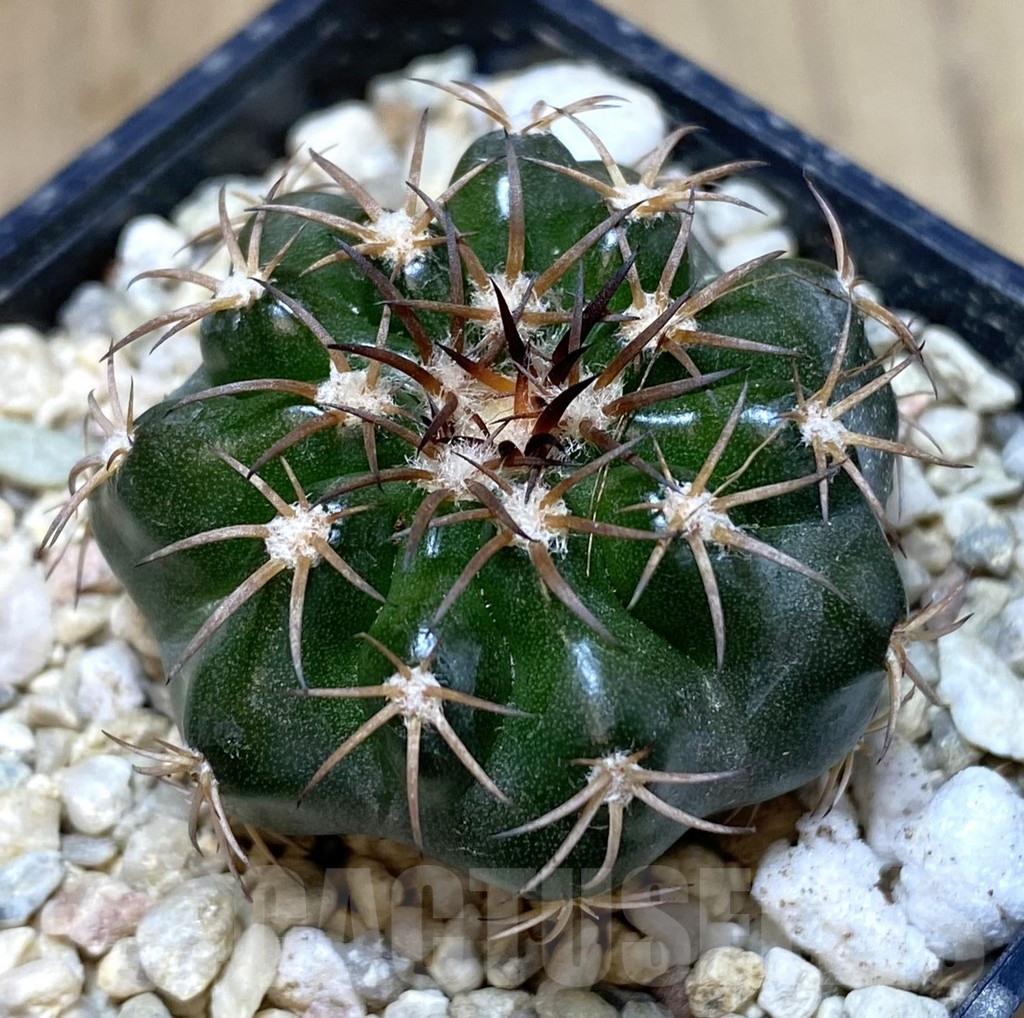 SHPR39951 Discocactus magnimammus