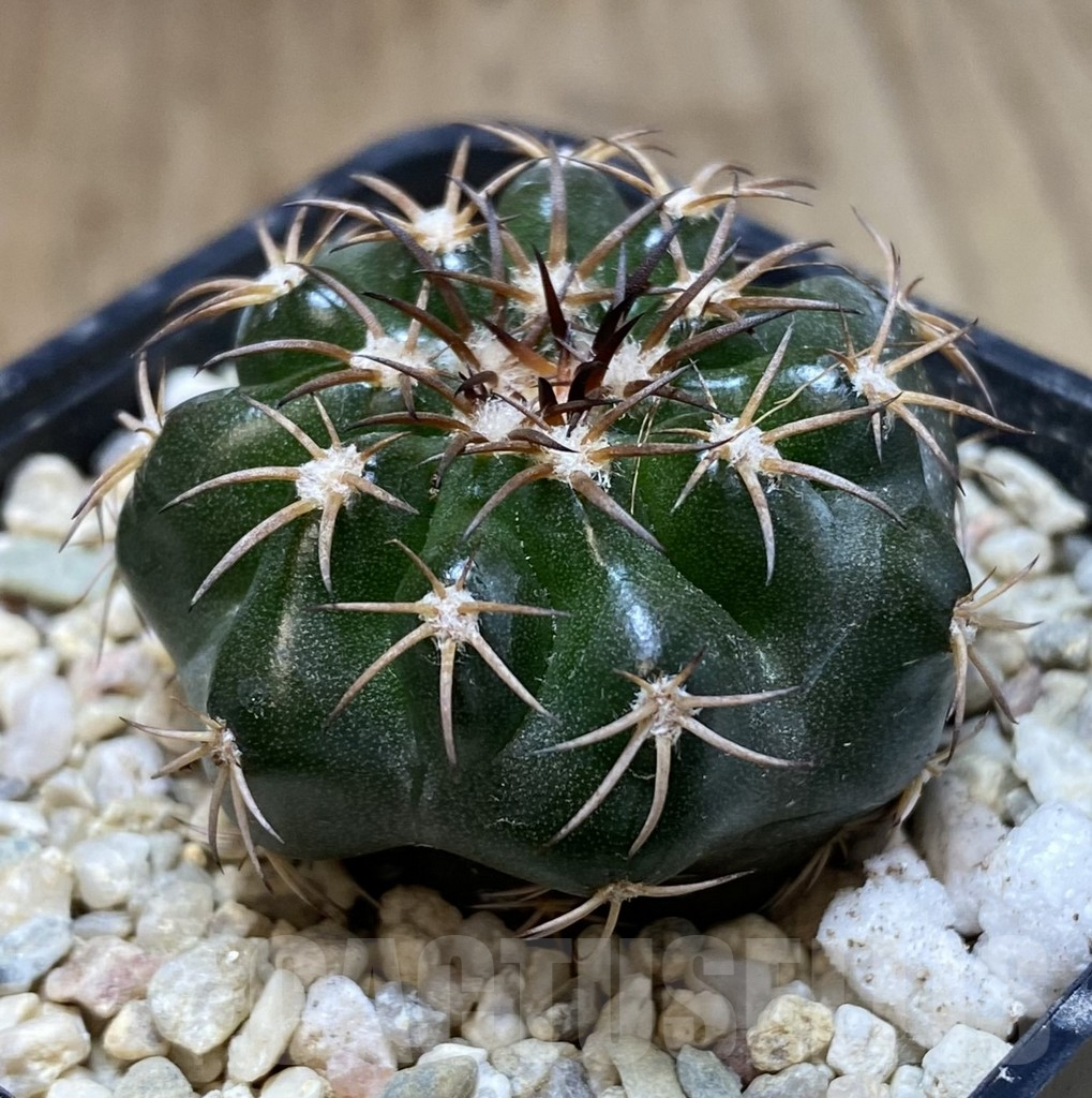 SHPR39951 Discocactus magnimammus - Obrázek 2