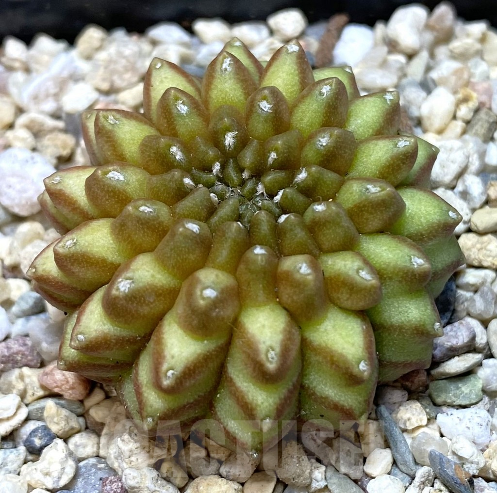 SHPR39953 Gymnocalycium mihanovichii ‘inermis’ seedling