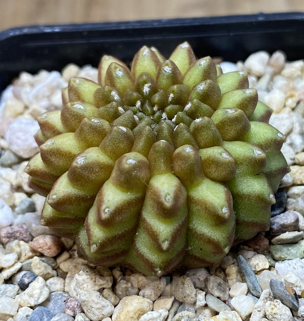 SHPR39953 Gymnocalycium mihanovichii ‘inermis’ seedling - Image 2