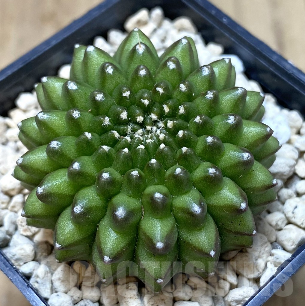 SHPR39954 Gymnocalycium mihanovichii ‘inermis’ seedling