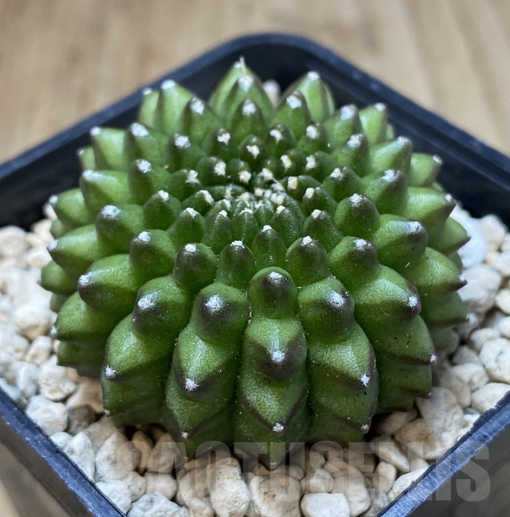 SHPR39954 Gymnocalycium mihanovichii ‘inermis’ seedling – Bild 2