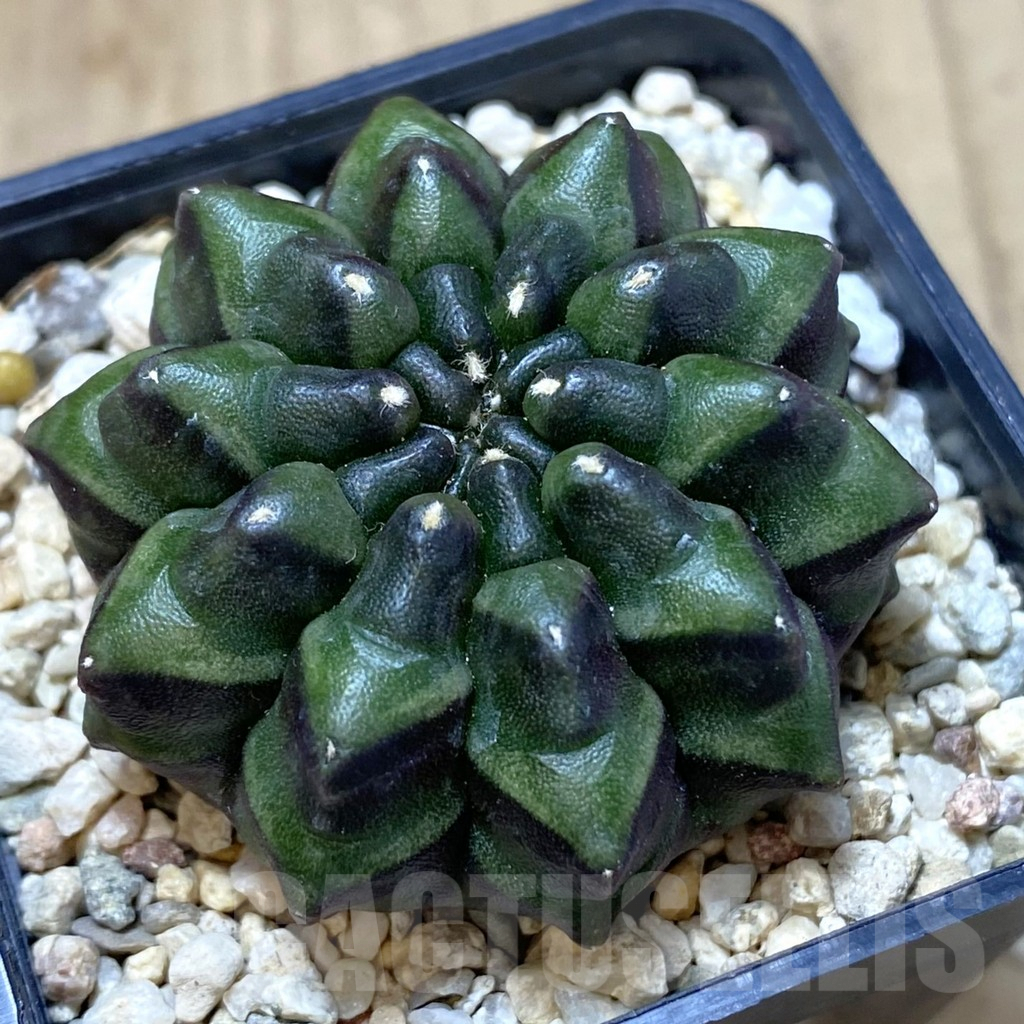 SHPR39957 Gymnocalycium mihanovichii ‘inermis’ Black form seedling
