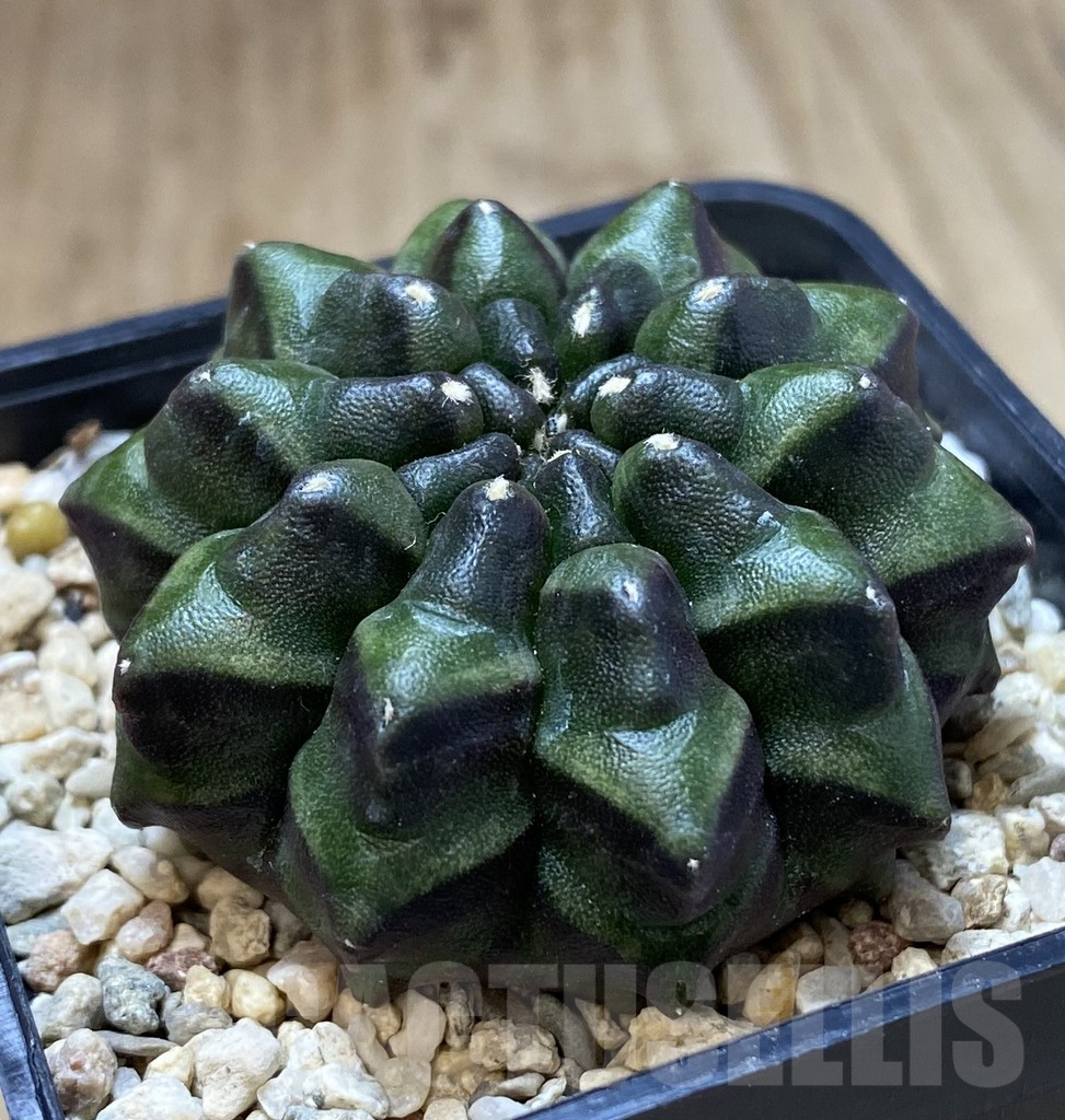 SHPR39957 Gymnocalycium mihanovichii ‘inermis’ Black form seedling – Bild 2