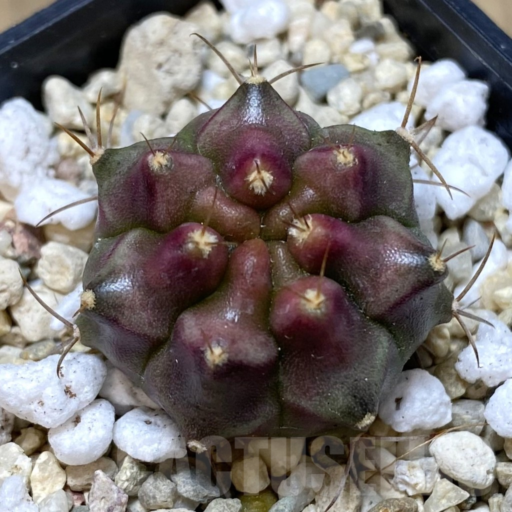 SHPR39958 Gymnocalycium mihanovichii ‘Konjak’
