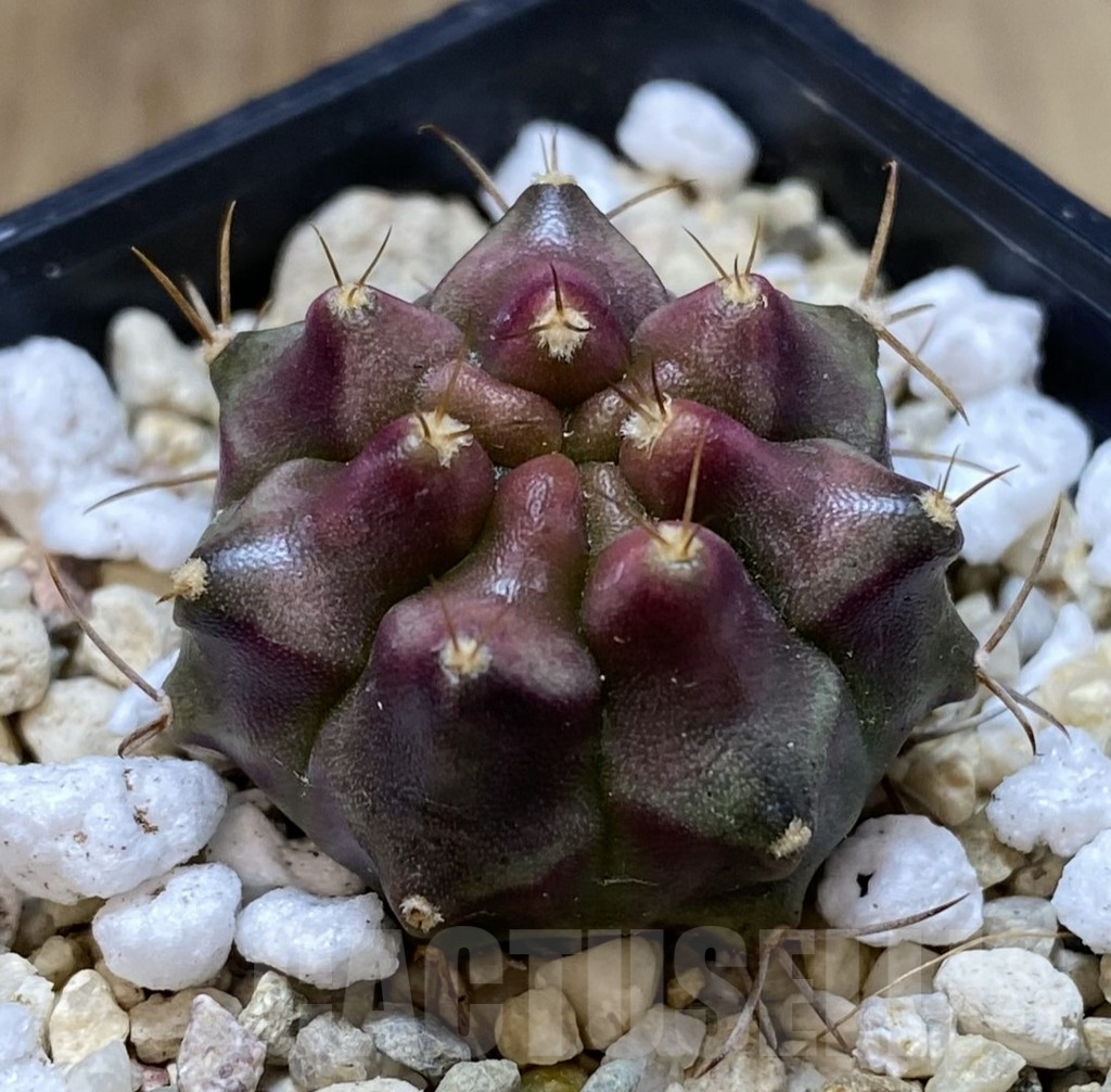 SHPR39958 Gymnocalycium mihanovichii ‘Konjak’ - Зображення 2