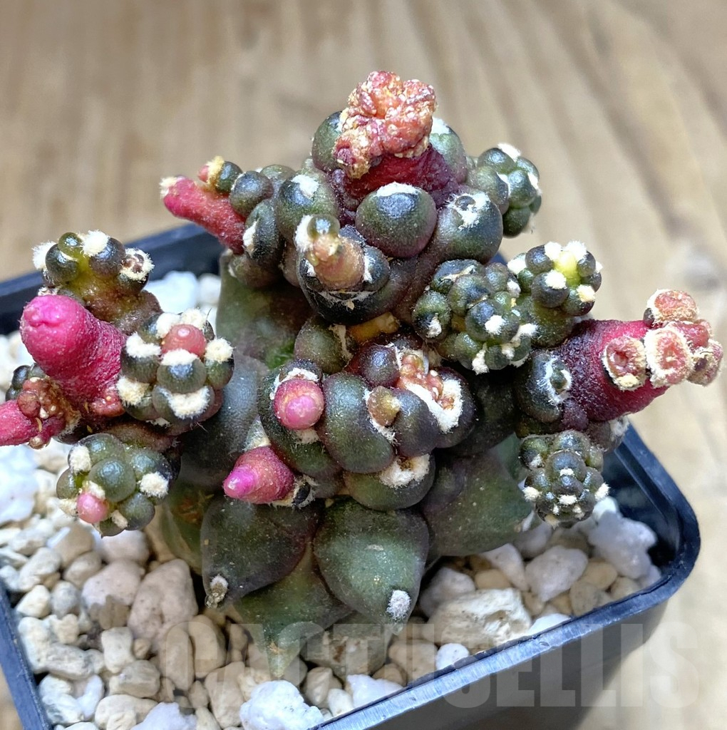 SHPR39959 Gymnocalycium mihanovichii ‘Transformer’