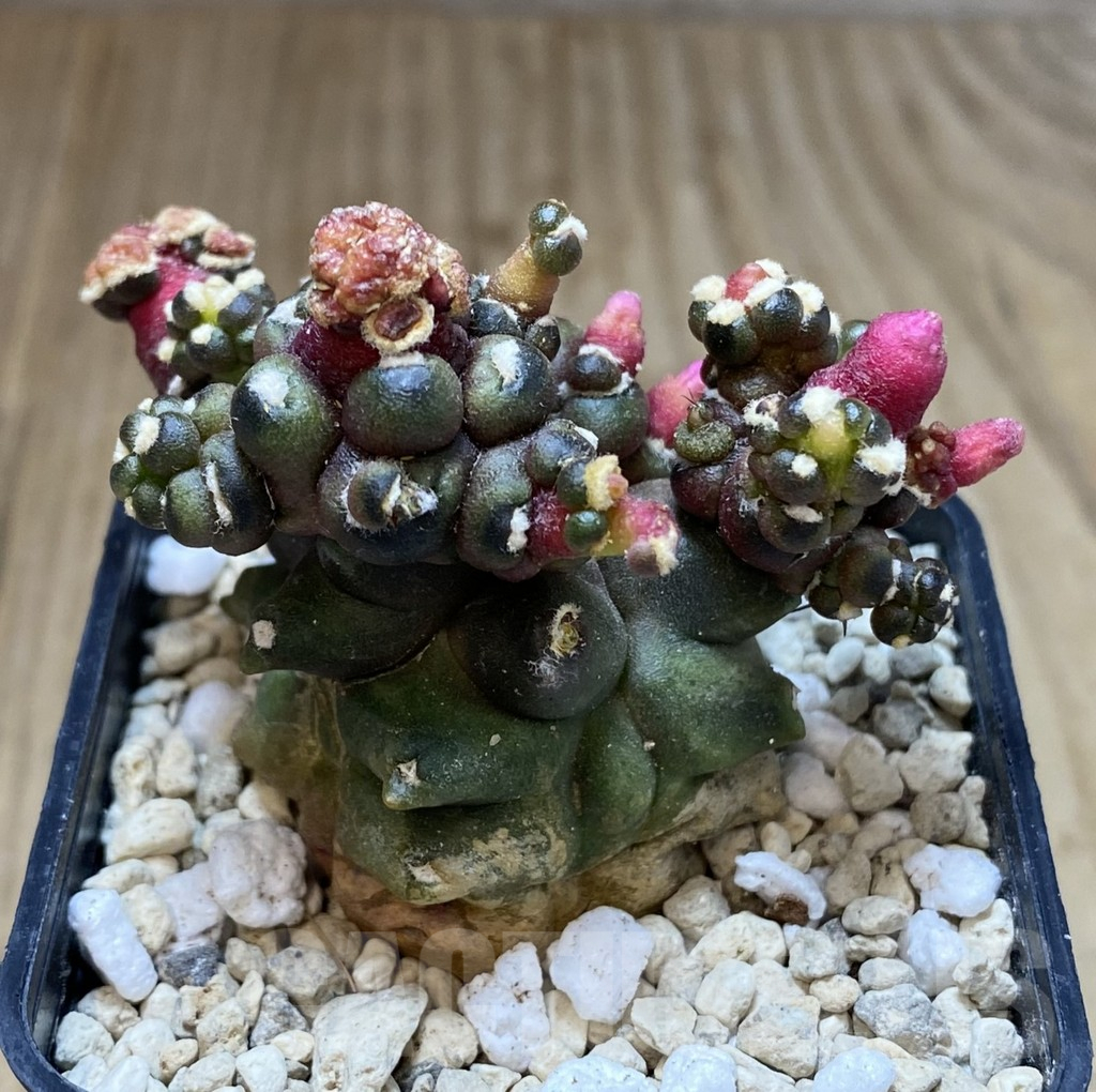 SHPR39959 Gymnocalycium mihanovichii ‘Transformer’ – Bild 2