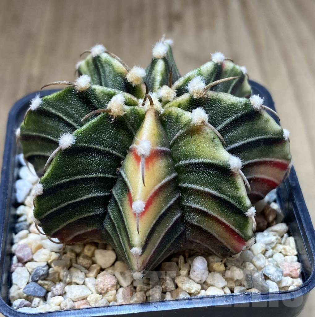 SHPR39962 Gymnocalycium friedrichii LB f. variegata seedling – Image 2