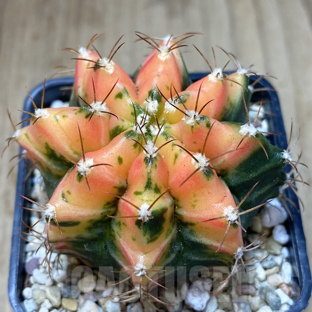 SHPR39971 Gymnocalycium damsii f. variegata, seedling