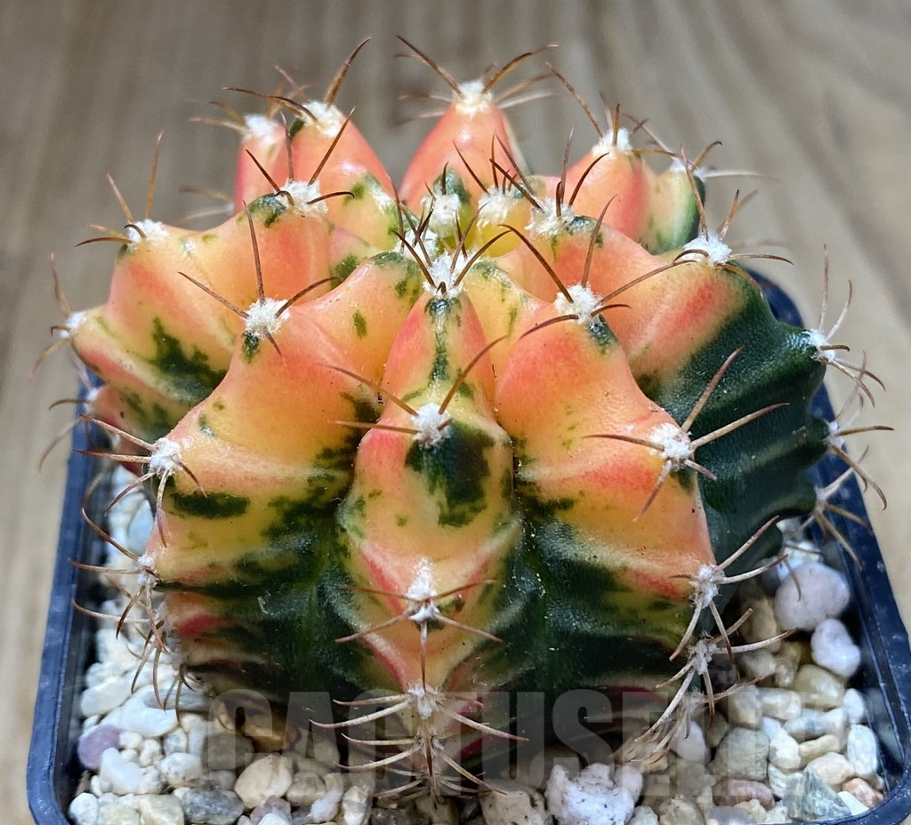 SHPR39971 Gymnocalycium damsii f. variegata, seedling - Image 2
