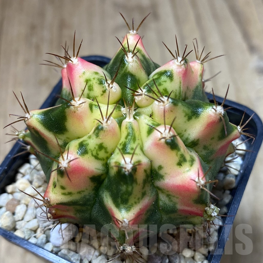 SHPR39973 Gymnocalycium mihanovichii ‘Tulip’