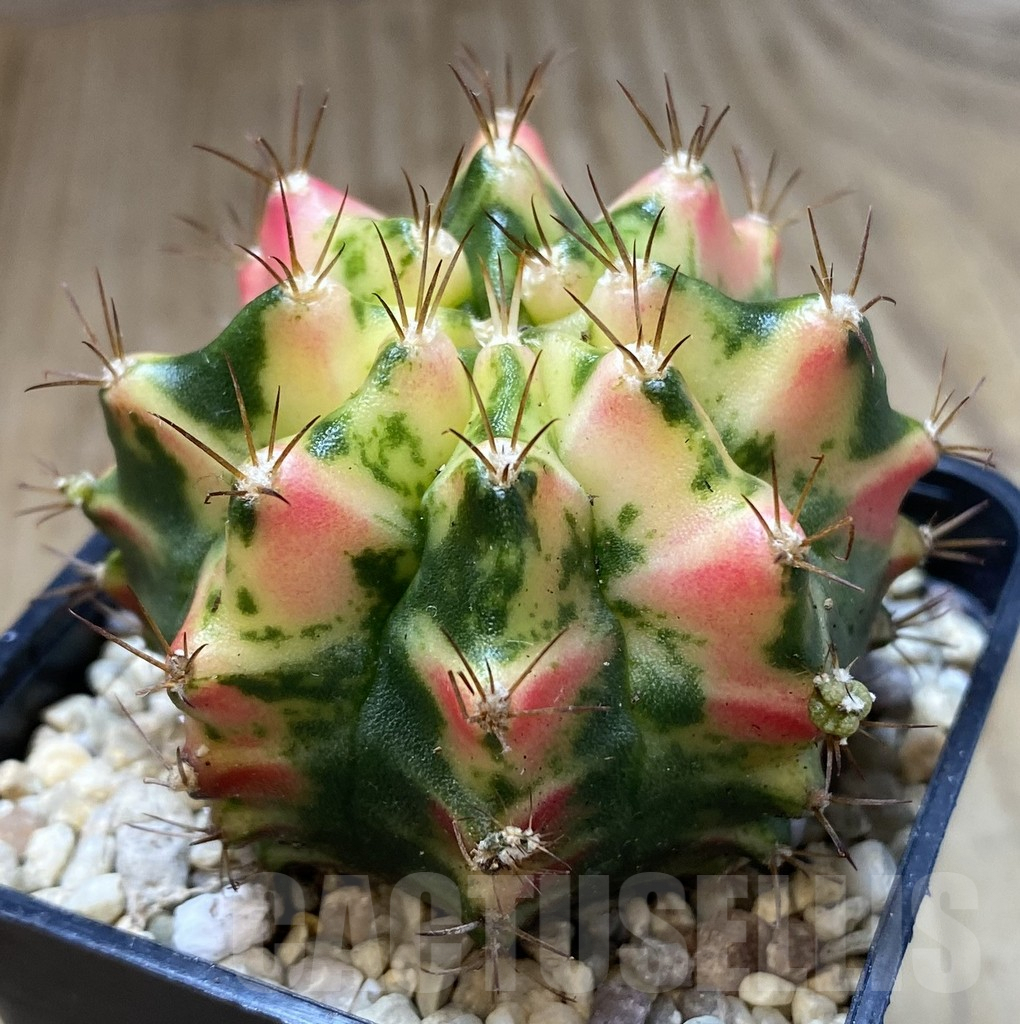 SHPR39973 Gymnocalycium mihanovichii ‘Tulip’ - 画像 (2)