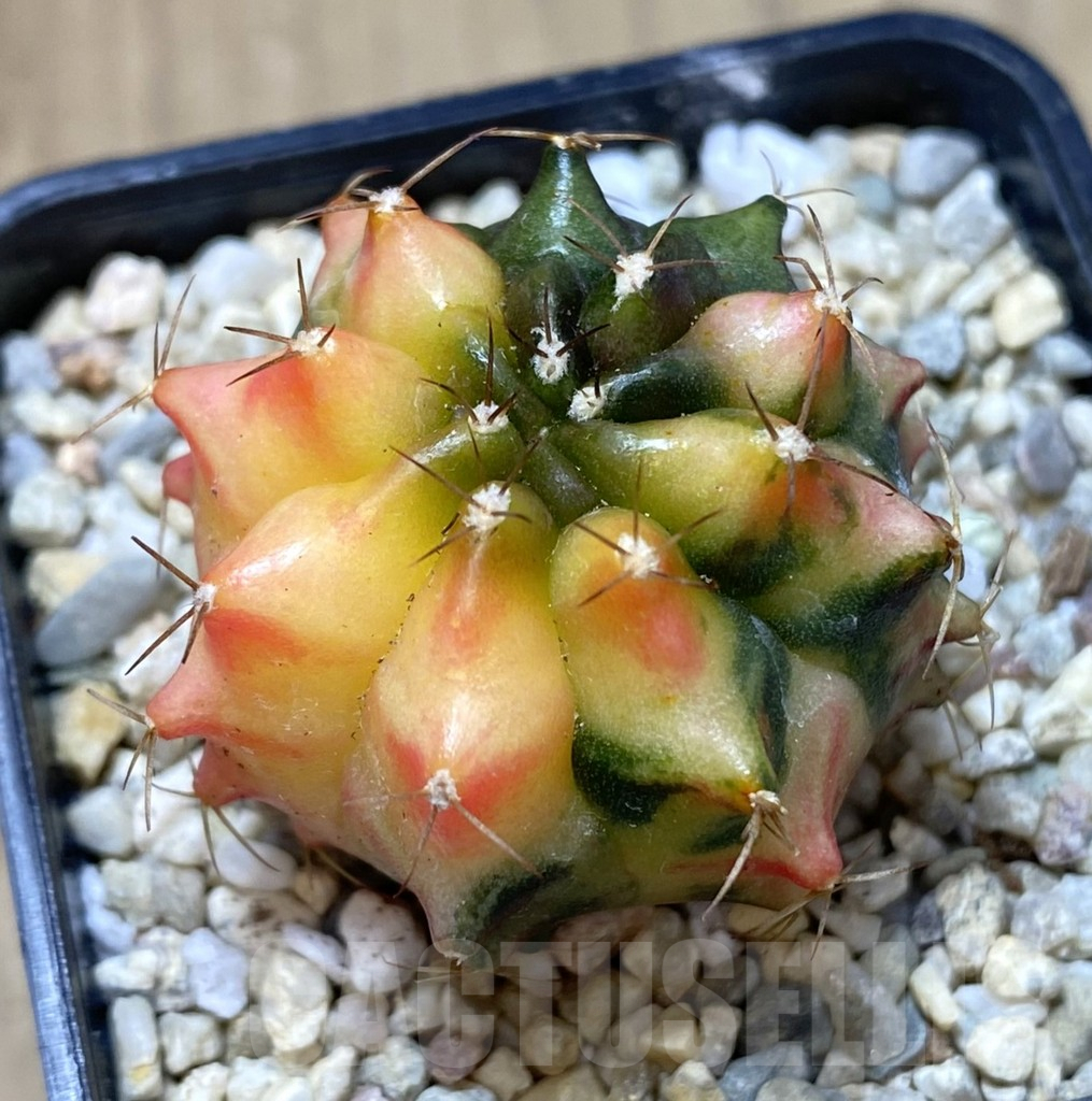 SHPR39978 Gymnocalycium mihanovichii ‘Transformer’ f. variegata hybrid, seedling