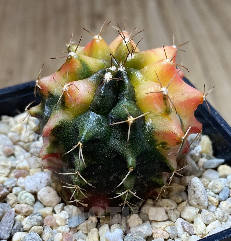 SHPR39978 Gymnocalycium mihanovichii ‘Transformer’ f. variegata hybrid, seedling - 画像 (2)