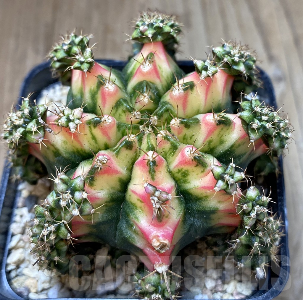 SHPR39979 Gymnocalycium mihanovichii ‘Multicolor’