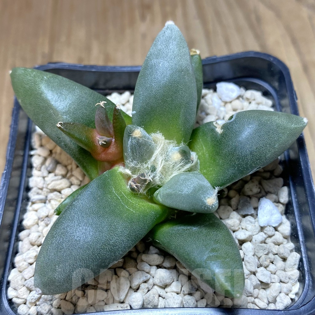 SHPR39980 Ariocarpus retusus ‘Cauliflower’ hybrid