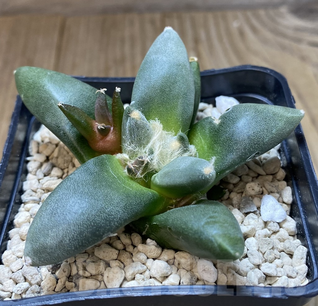 SHPR39980 Ariocarpus retusus ‘Cauliflower’ hybrid - Image 2