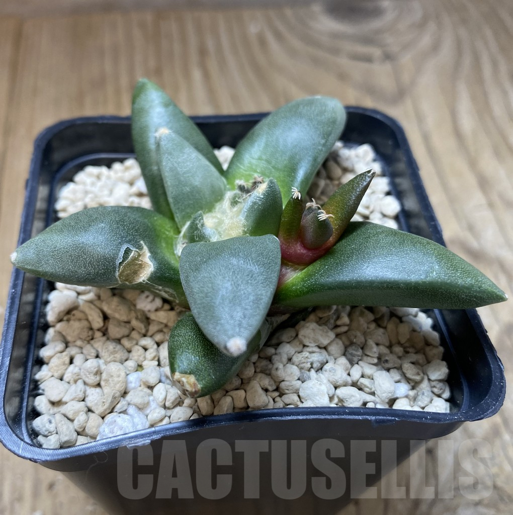 SHPR39980 Ariocarpus retusus ‘Cauliflower’ hybrid - Image 3