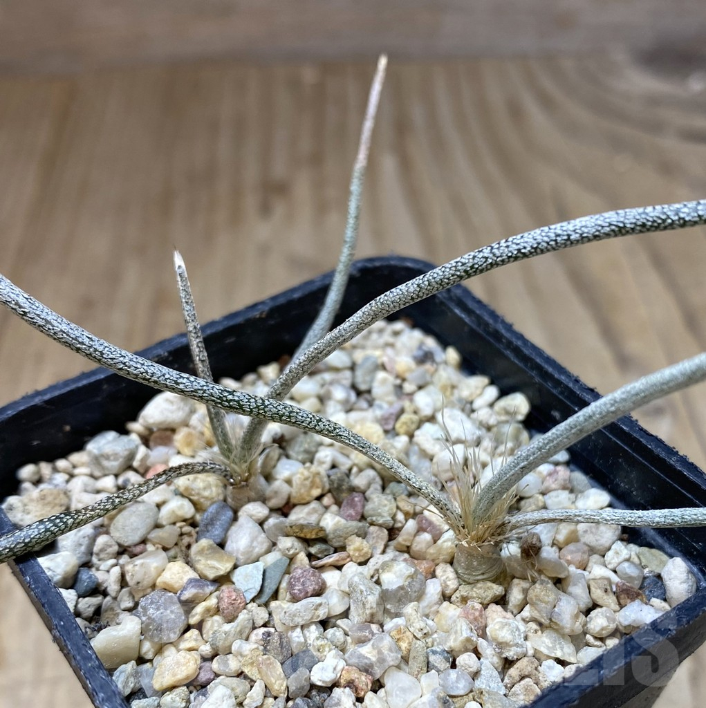 SHPR39917 Astrophytum caput-medusae, 2 plants