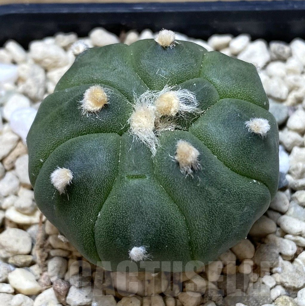 SHPR39924 Astrophytum asterias ‘Kikko’