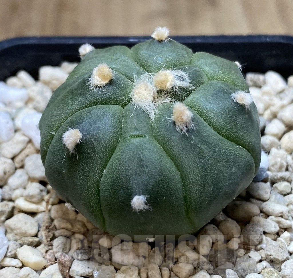 SHPR39924 Astrophytum asterias ‘Kikko’ - Image 2
