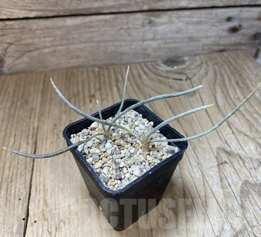 SHPR39917 Astrophytum caput-medusae, 2 plants - Зображення 2