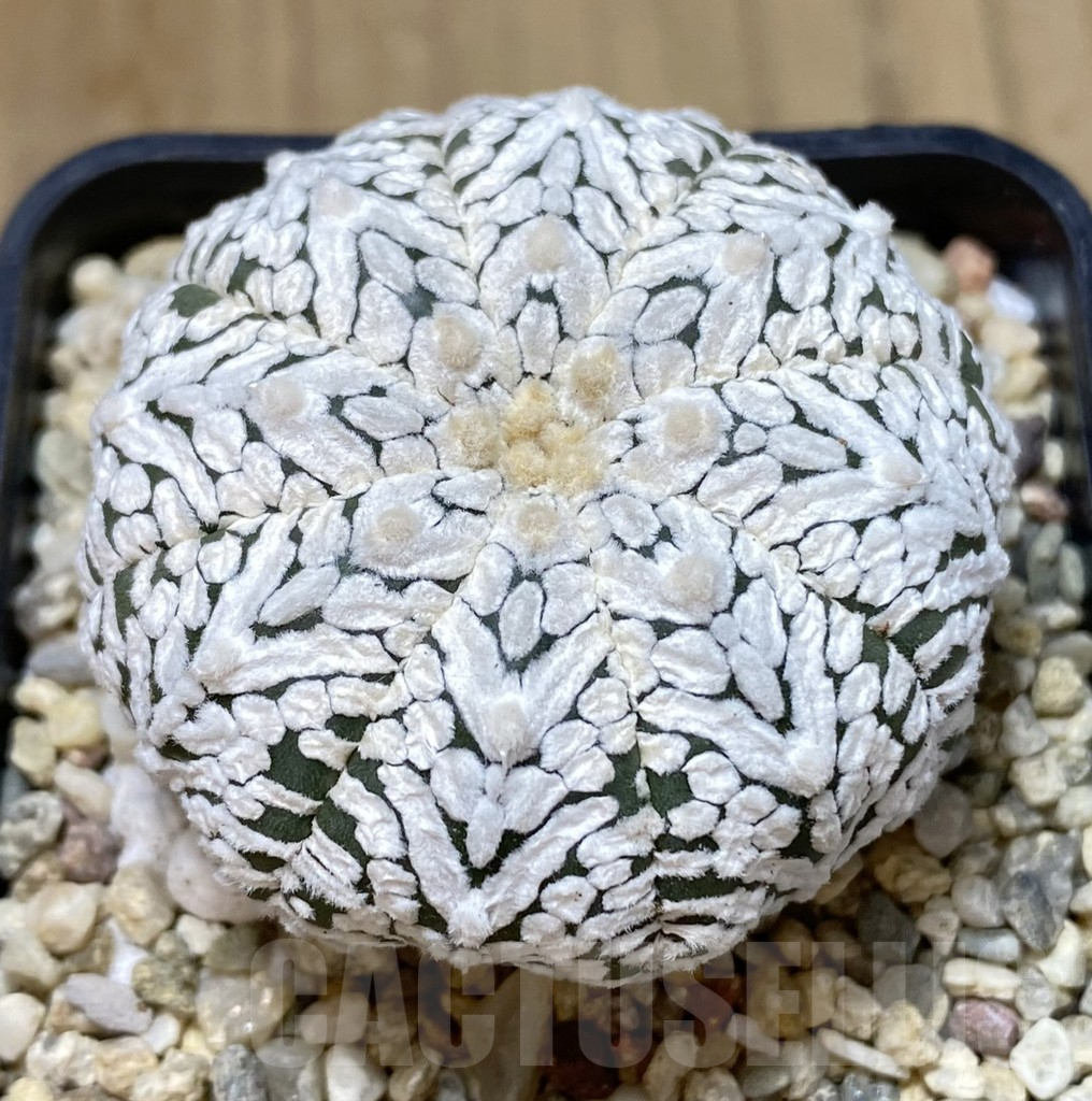 SHPR39927 Astrophytum asterias ‘Super Kabuto’ V-type