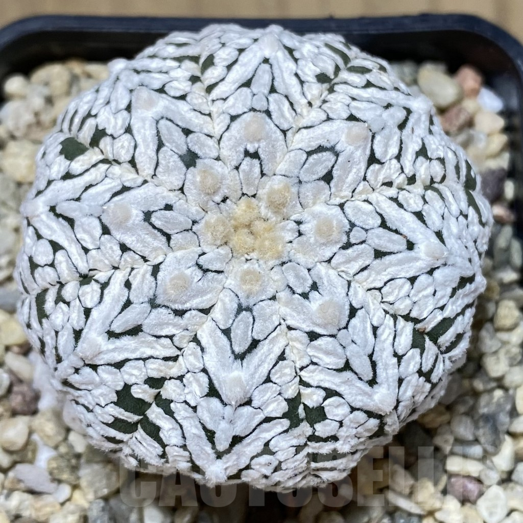 SHPR39927 Astrophytum asterias ‘Super Kabuto’ V-type – Image 2