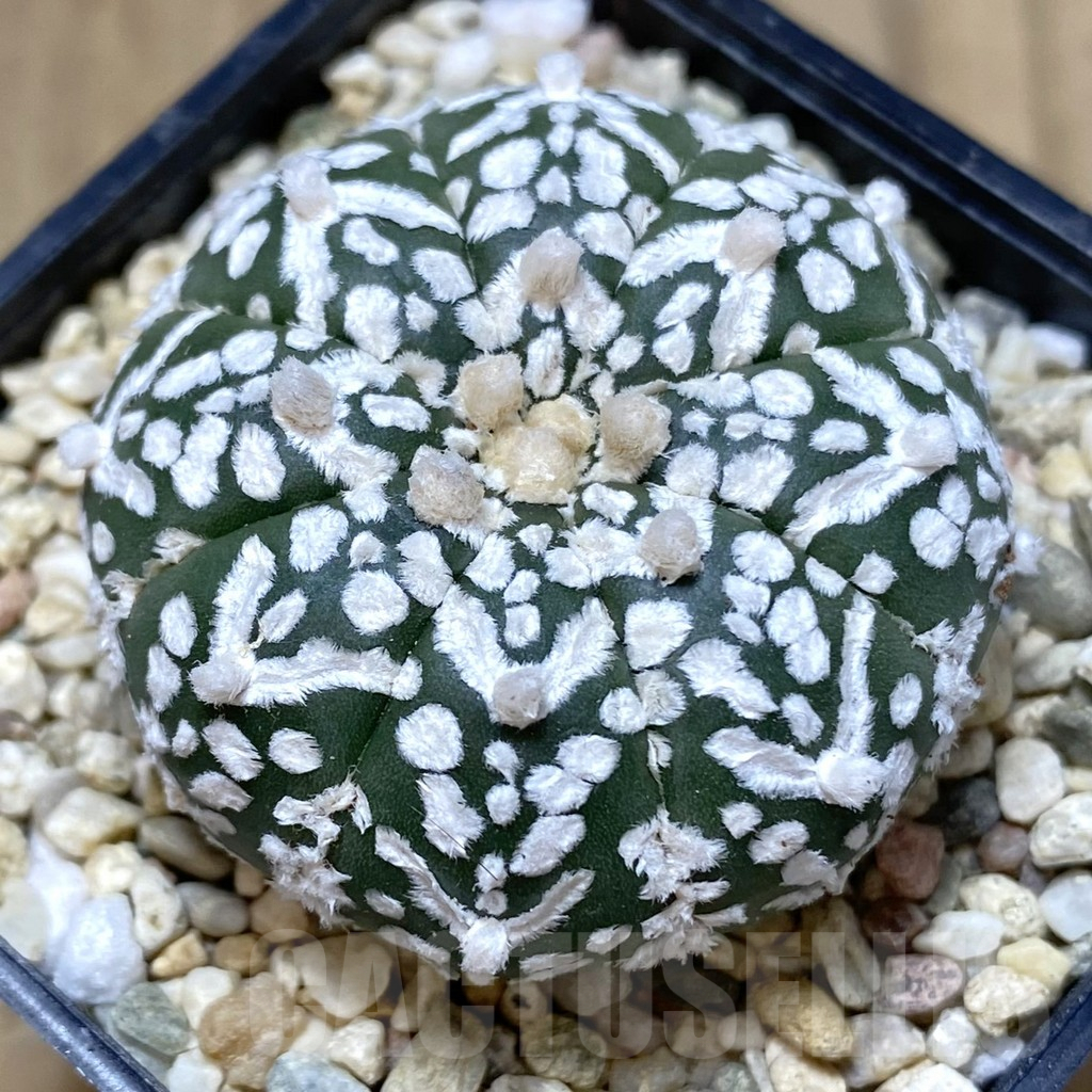 SHPR39930 Astrophytum asterias ‘Super Kabuto’ V-type