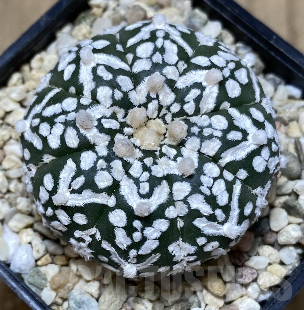 SHPR39930 Astrophytum asterias ‘Super Kabuto’ V-type - Imagen 2