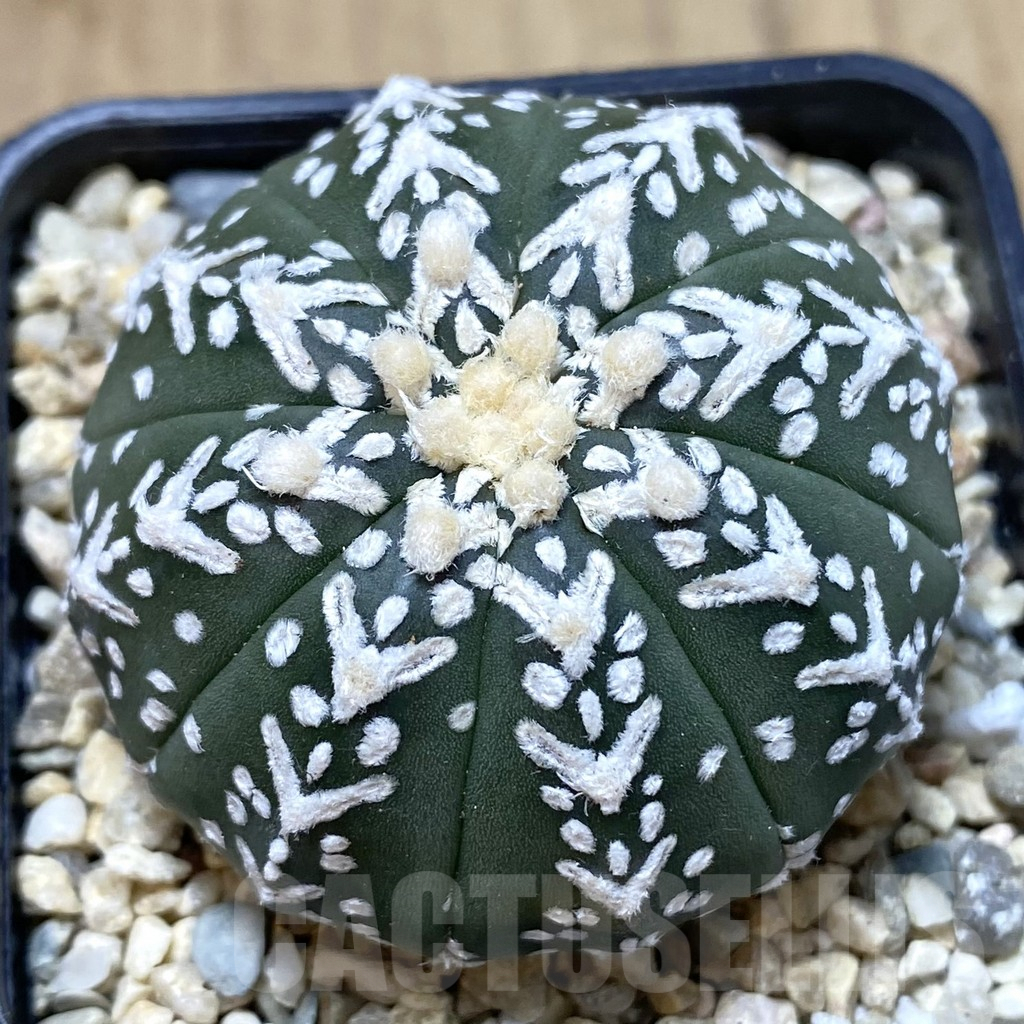SHPR39931 Astrophytum asterias ‘Super Kabuto’ V-type f. nudum