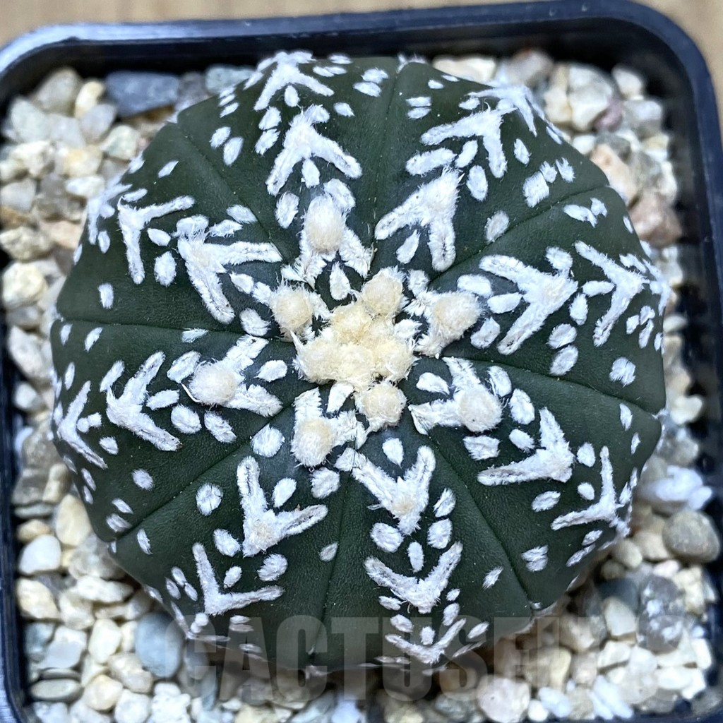 SHPR39931 Astrophytum asterias ‘Super Kabuto’ V-type f. nudum - 画像 (2)