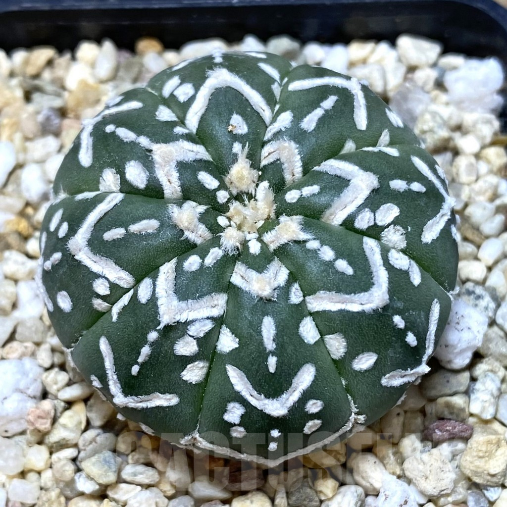 SHPR39933 Astrophytum asterias ‘Super Kabuto’ V-type f. nudum