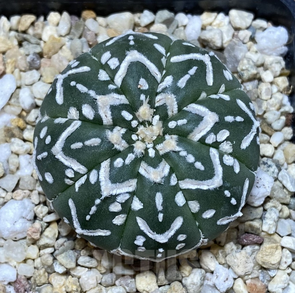 SHPR39933 Astrophytum asterias ‘Super Kabuto’ V-type f. nudum - Imagen 2