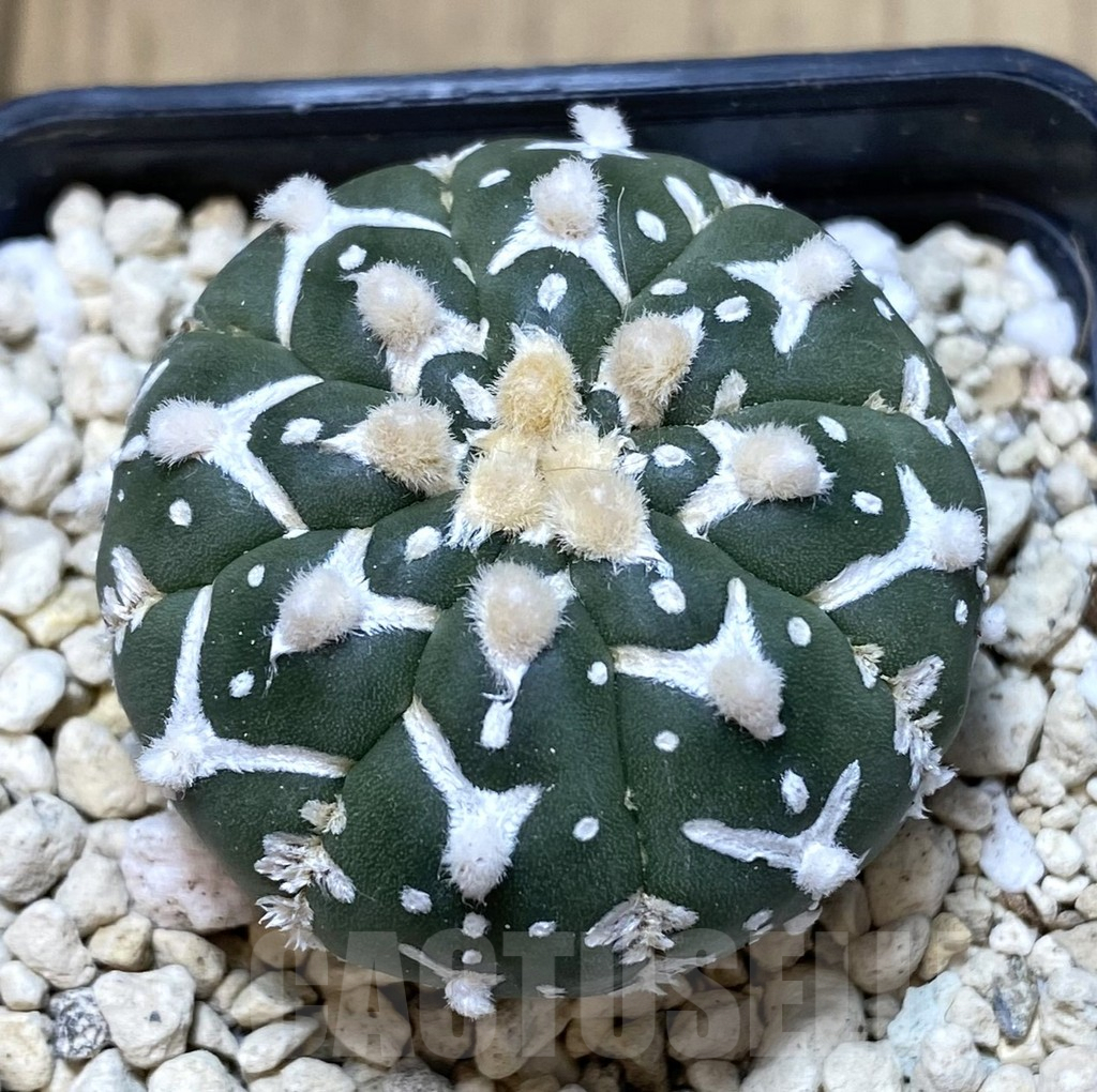 SHPR39934 Astrophytum asterias ‘Super Kabuto’ V-type f. nudum