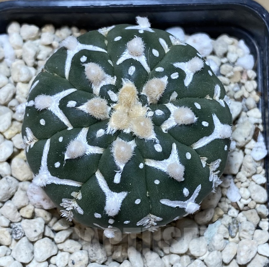 SHPR39934 Astrophytum asterias ‘Super Kabuto’ V-type f. nudum - Imagen 2